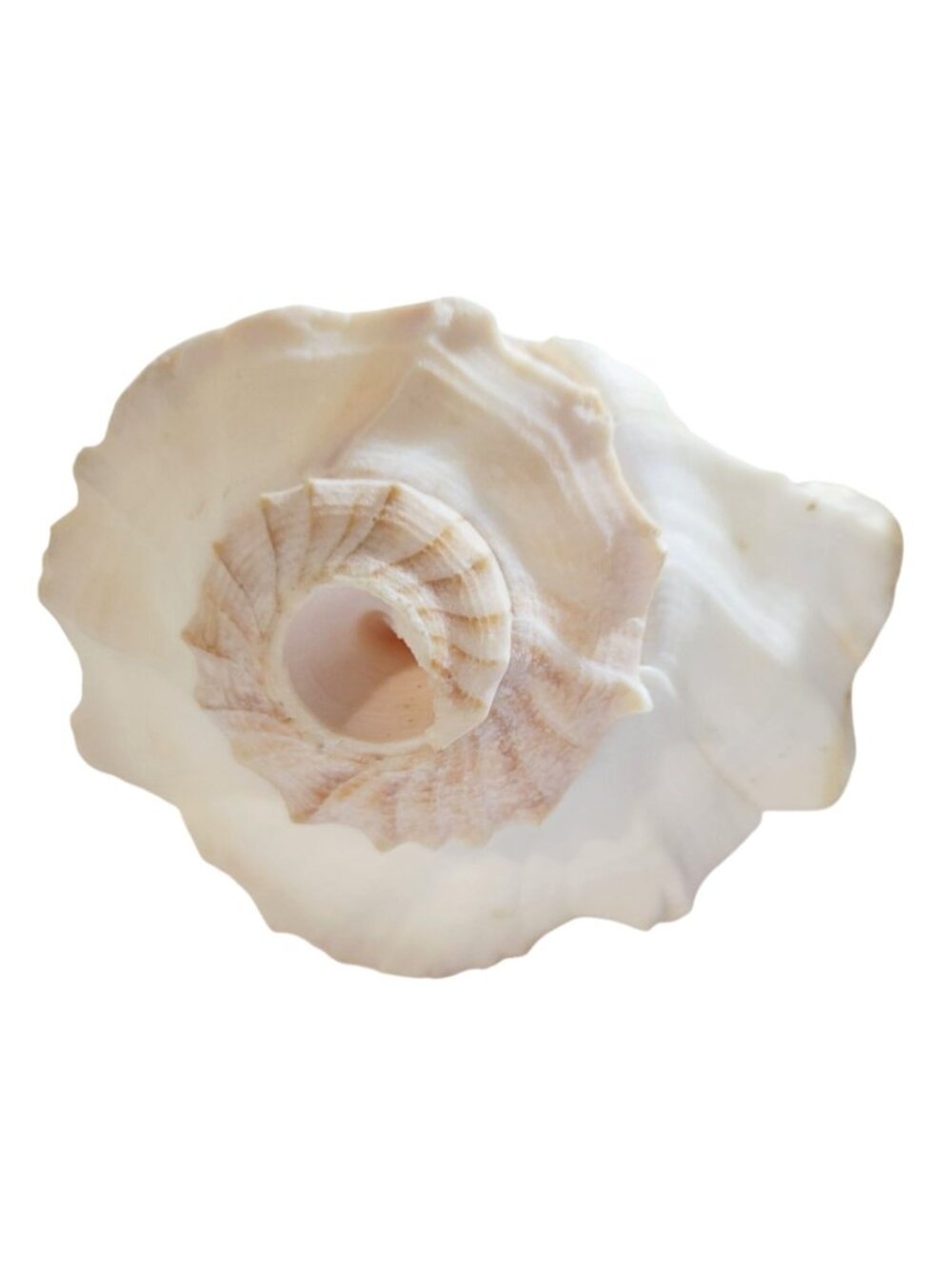 Pair of Vintage Conch Shells Beach House Decor 7.5" or Crafters Seashells - Picture 5 of 14